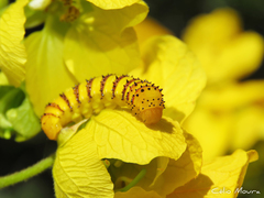 Phoebis philea philea