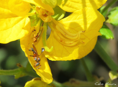 Tetragonisca angustula