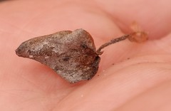 Eriospermum nanum