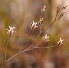 Eriospermum nanum