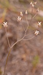 Eriospermum nanum