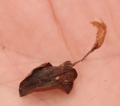 Eriospermum nanum