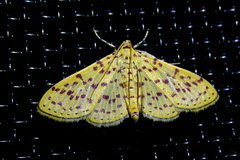 Polygrammodes eleuata