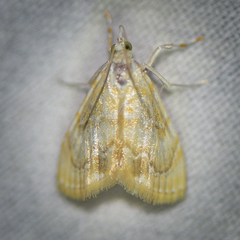 Glaphyria sesquistrialis