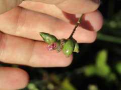 Thalia densibracteata