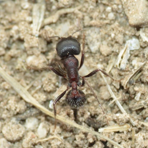 Rough Harvester Ant