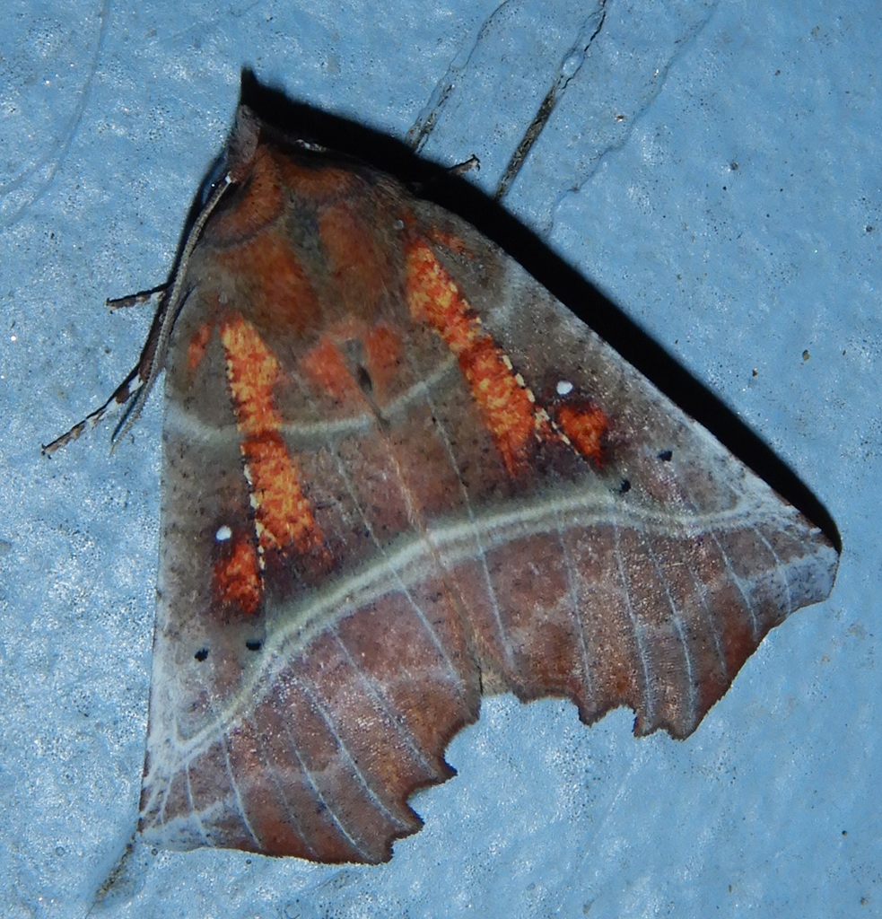 Herald Moth