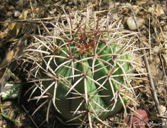 Melocactus zehntneri