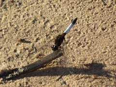 Erythrodiplax unimaculata