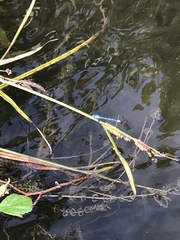 Enallagma cyathigerum