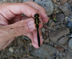 Somatochlora exuberata