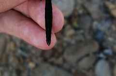 Somatochlora exuberata