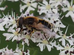 Eristalis jugorum
