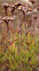 Lampranthus tenuifolius