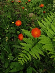Pilosella aurantiaca