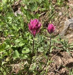 Castilleja parviflora olympica