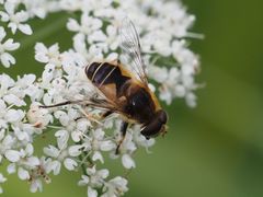Eristalis jugorum
