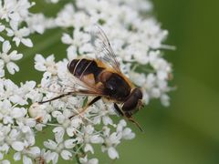 Eristalis jugorum