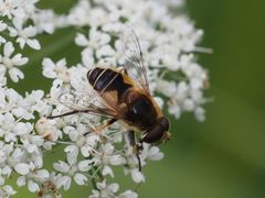 Eristalis jugorum