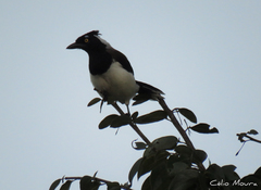 Cyanocorax cyanopogon