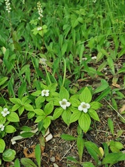 Cornus canadensis
