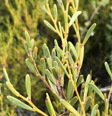 Acacia sclerophylla