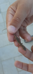 Podarcis siculus