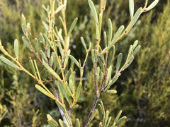Acacia sclerophylla