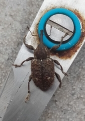 Heilus inaequalis