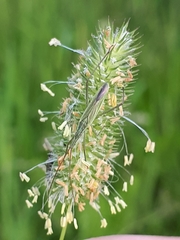 Megaloceroea recticornis