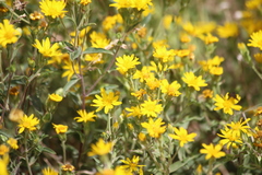 Heterotheca fulciens