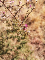 Indigofera basotha