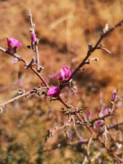 Indigofera basotha