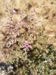 Indigofera basotha