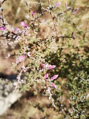 Indigofera basotha