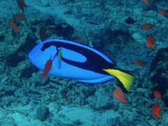 Paracanthurus hepatus