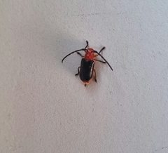 Astathes episcopalis