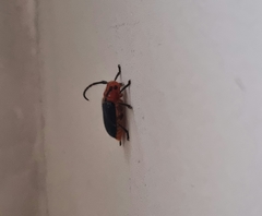 Astathes episcopalis