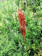 Orobanche elatior