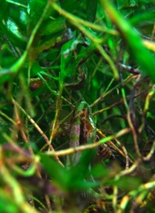 Heteroscarus acroptilus