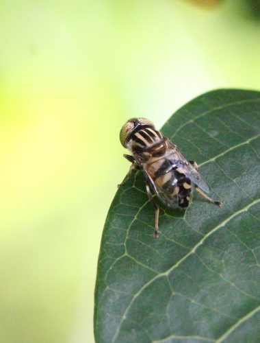 Eristalinus obliquus