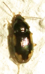 Elaphropus