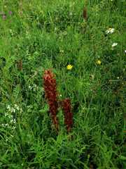 Orobanche elatior