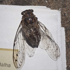 Cicada barbara lusitanica