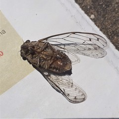 Cicada barbara lusitanica