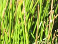 Eleocharis elegans