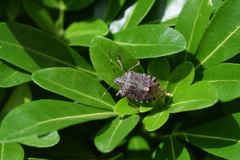 Halyomorpha halys