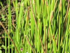Eleocharis elegans