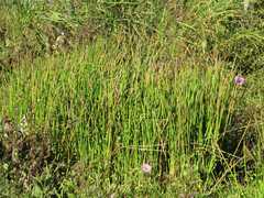 Eleocharis elegans