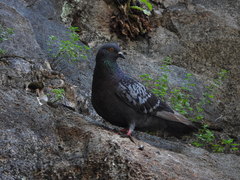 Columba livia